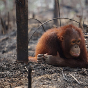 orangutan požár5
