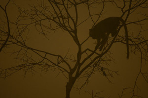 Long tail monkeys rest in a tree where the air is engulfed with thick haze at a bank of Kapuas river in Kapuas district, Central Kalimantan province, Borneo island, Indonesia.